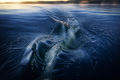 Open Water - Sports canvas artwork by Imagine Prints